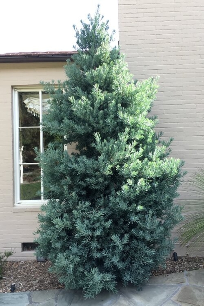 Icy Blue Podocarpus - Podocarpus elongatus from Sunshine Grower Nursery