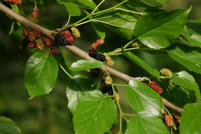 Dwarf Black Mulberry - Morus nigra from Sunshine Grower Nursery