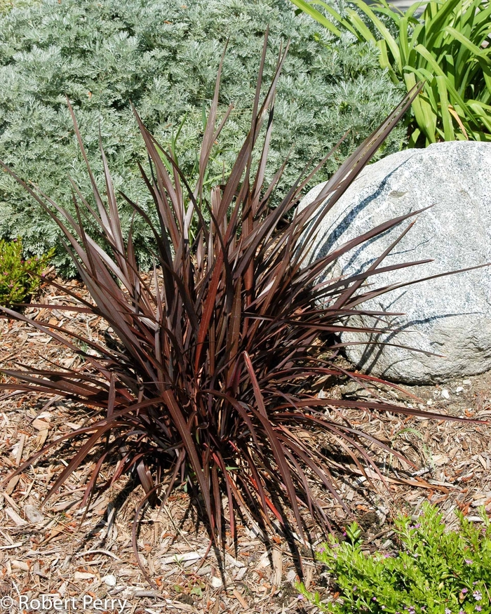 'Jack Spratt' New Zealand Flax - Phormium tenax from Sunshine Grower Nursery