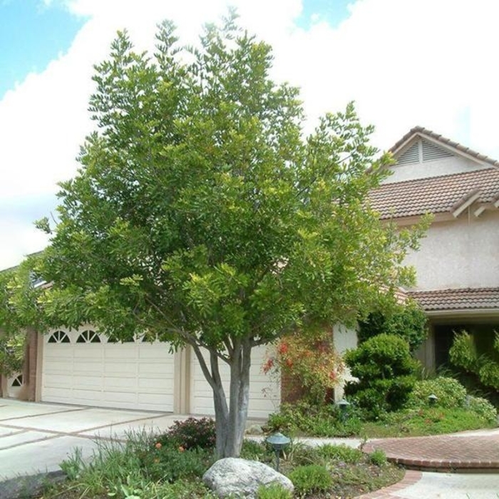 Carrot Wood - Cupaniopsis anacardioides(Standard+Multi) from Sunshine Grower Nursery