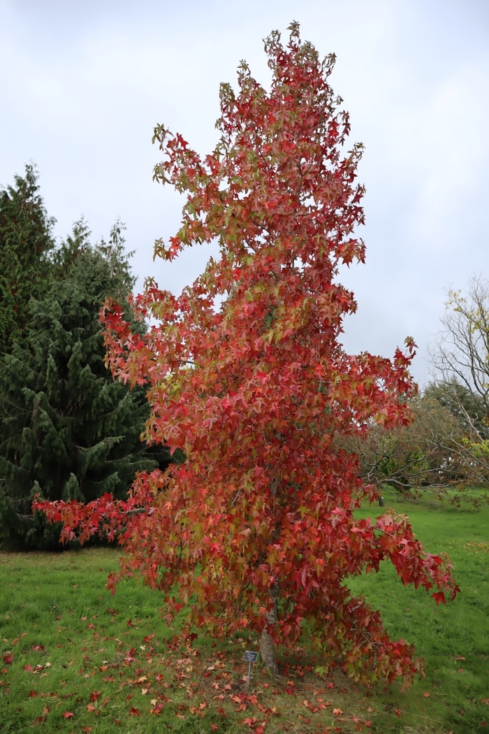 Sweet Gum - Liquidambar styraciflua from Sunshine Grower Nursery