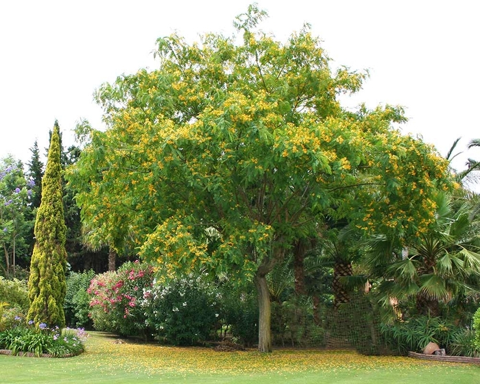 Tipu Tree - Tipuana tipu from Sunshine Grower Nursery