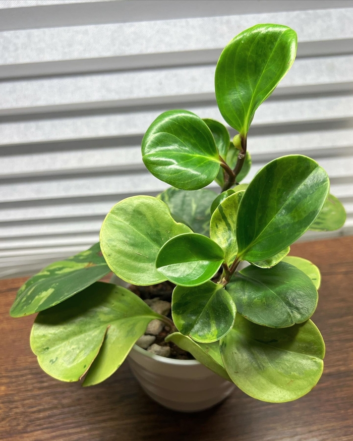 Baby Rubber Plant - Peperomia obtusifolia from Sunshine Grower Nursery