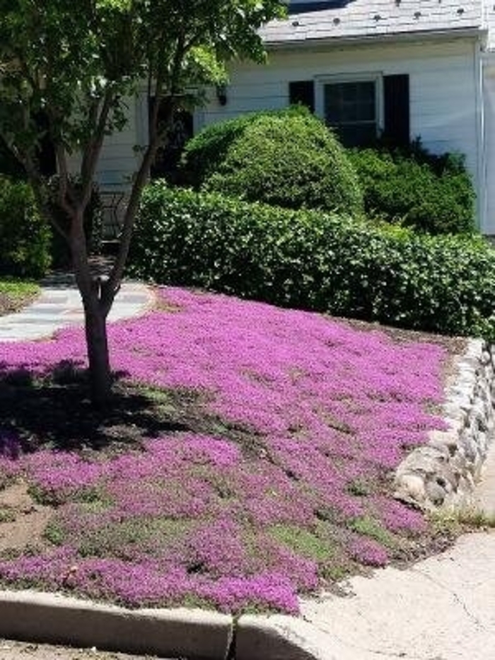 Creeping Thyme - Thymus praecox from Sunshine Grower Nursery