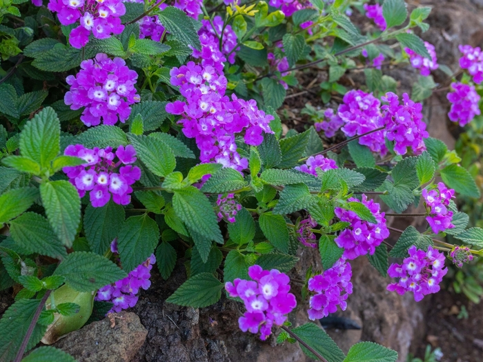 Trailing Lantana - Lantana montevidensis from Sunshine Grower Nursery