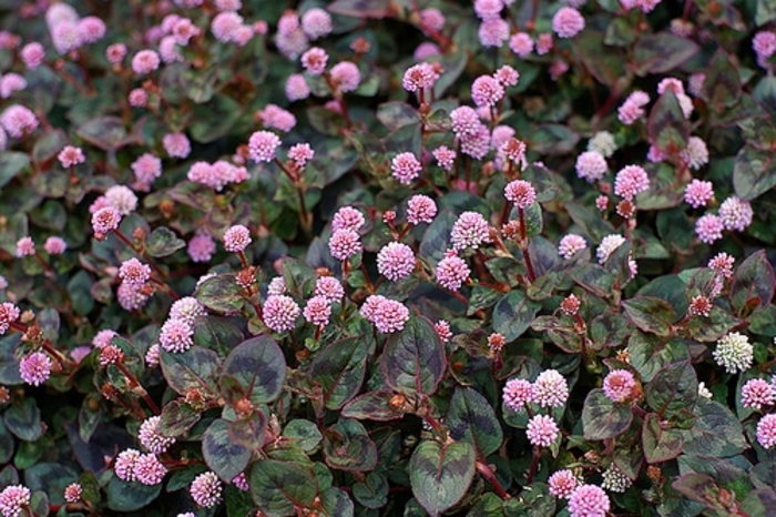 Pink Clover Knotweed - Polygonum capitatum from Sunshine Grower Nursery