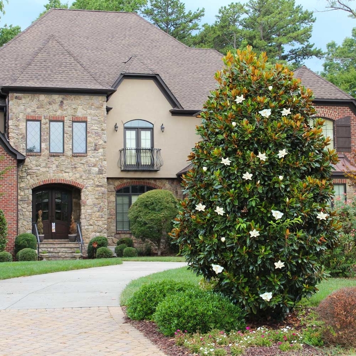 'Little Gem' Southern Magnolia - Magnolia grandiflora from Sunshine Grower Nursery