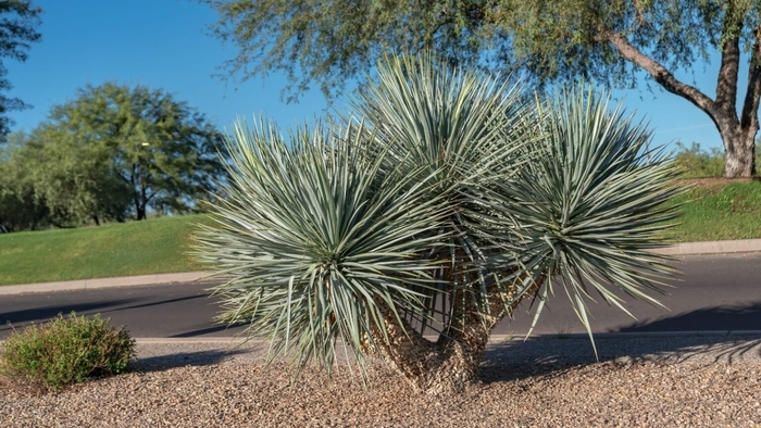 Beaked Blue Yucca - Yucca rostrata from Sunshine Grower Nursery