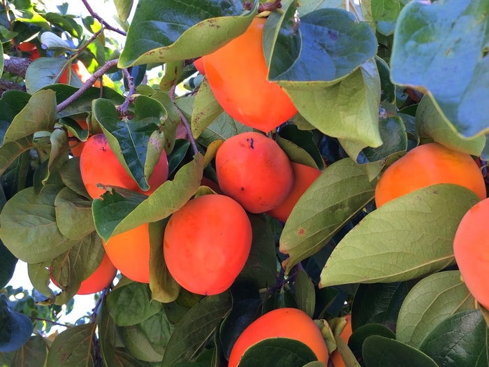 'Hachiya' Persimmon - Diospyros kaki from Sunshine Grower Nursery