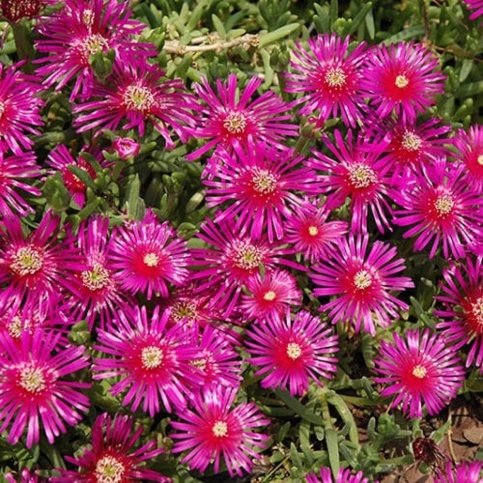 Iceplant - Lampranthus productus from Sunshine Grower Nursery