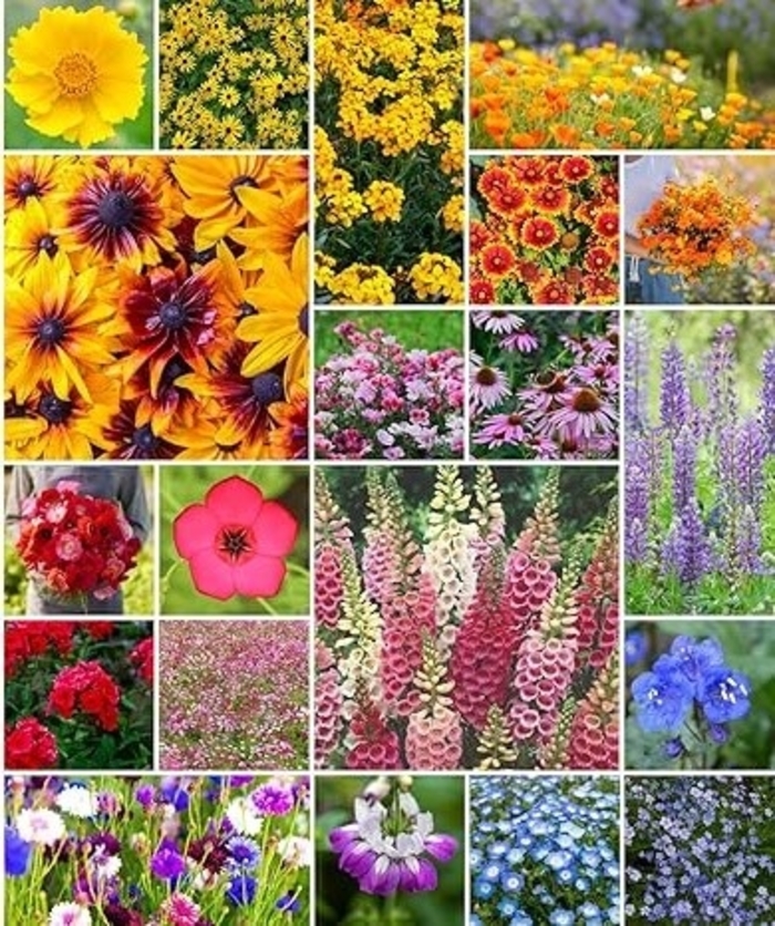 Perennial Color - Premium Color from Sunshine Grower Nursery