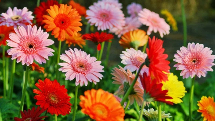 Gerber Daisy - Mixed Color (All Varieties) from Sunshine Grower Nursery