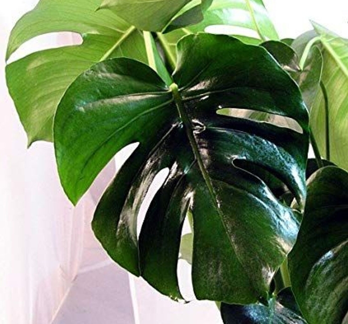  Split-leaf Philodendron - Monstera deliciosa from Sunshine Grower Nursery