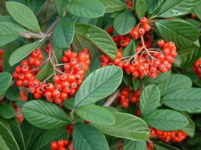 Cotoneaster - Cotoneaster franchetii from Sunshine Grower Nursery