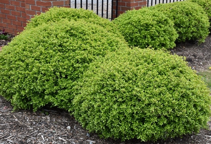 'Stoke's Dwarf' Dwarf Yaupon Holly - Ilex vomitoria from Sunshine Grower Nursery