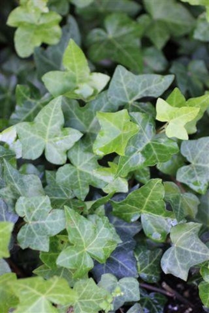 'Hahn's' Hahn's Ivy - Hedera helix from Sunshine Grower Nursery