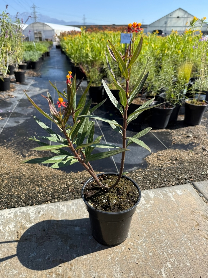Tropical Milkweed (Orange and Yellow) - Asclepias curassavica from Sunshine Grower Nursery