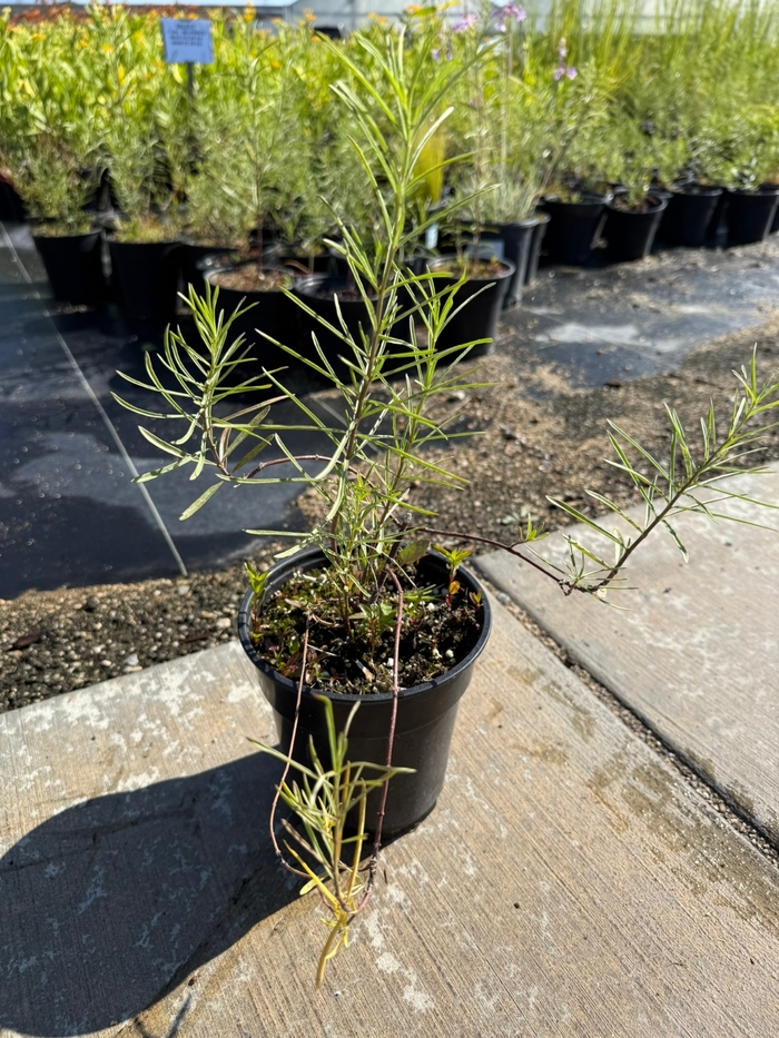 Narrow-leaved Milkweed - Asclepias fascicularis from Sunshine Grower Nursery
