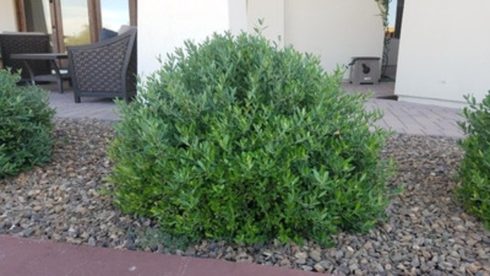 'Little Ollie&reg;' Dwarf Olive - Olea europaea from Sunshine Grower Nursery
