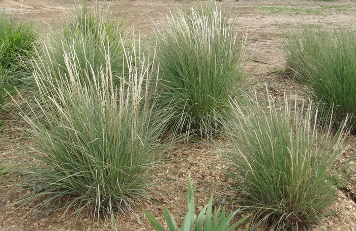 Deer Grass - Muhlenbergia rigens from Sunshine Grower Nursery