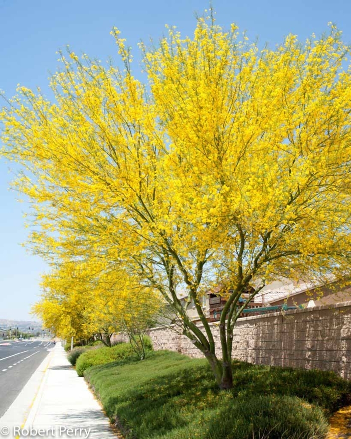 'Desert Museum' Palo Verde - Cercidium from Sunshine Grower Nursery