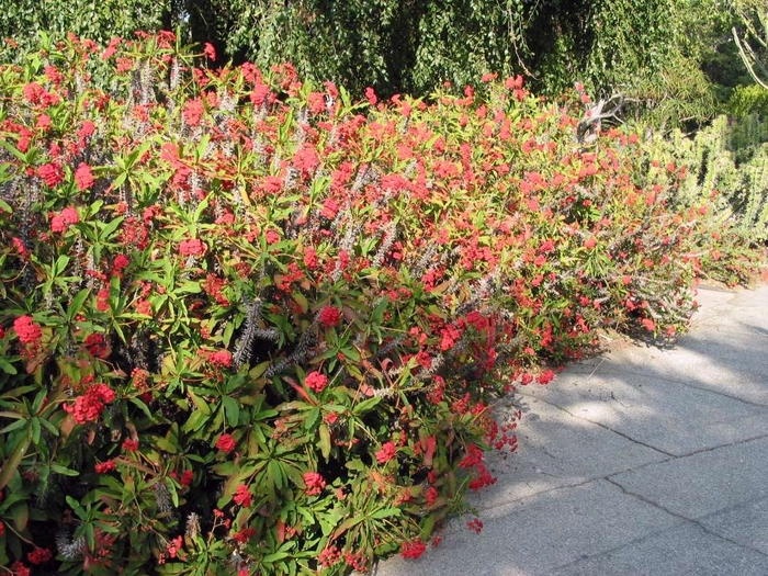 Crown of Thorns - Euphorbia milii from Sunshine Grower Nursery