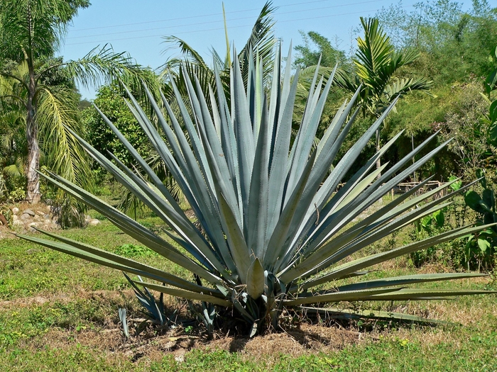Weber's Blue Agave - Agave tequiliana from Sunshine Grower Nursery