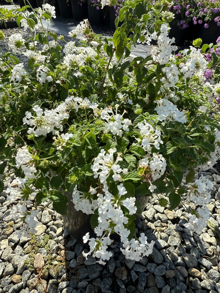 'Alba' Trailing Lantana - Lantana montevidensis from Sunshine Grower Nursery