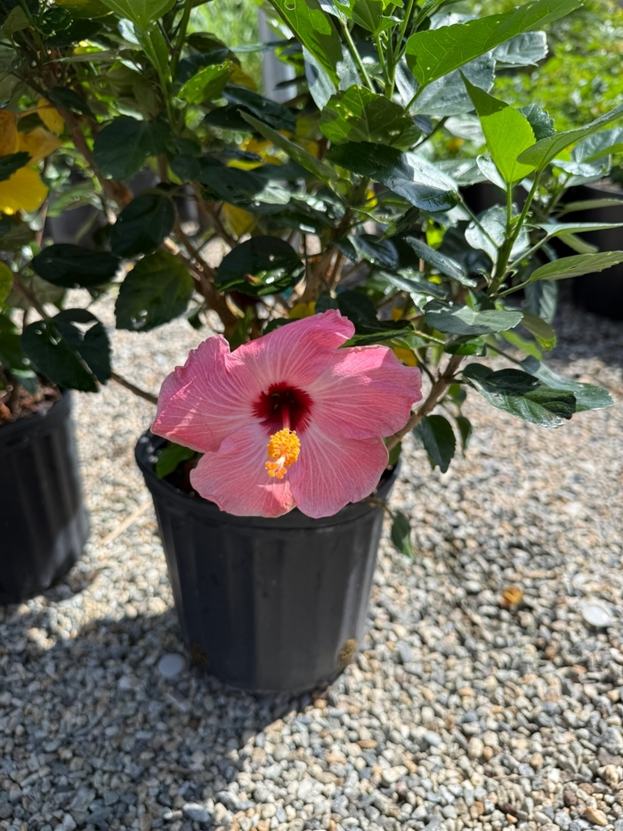 Pink Tropical Hibiscus - Hibiscus rosa-sinensis from Sunshine Grower Nursery