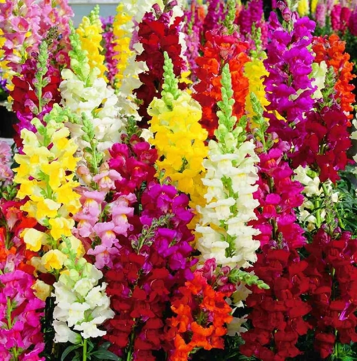 Mixture Snapdragon - Antirrhinum majus from Sunshine Grower Nursery