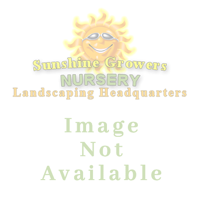 Agapanthus - 'Elaine' African Lily